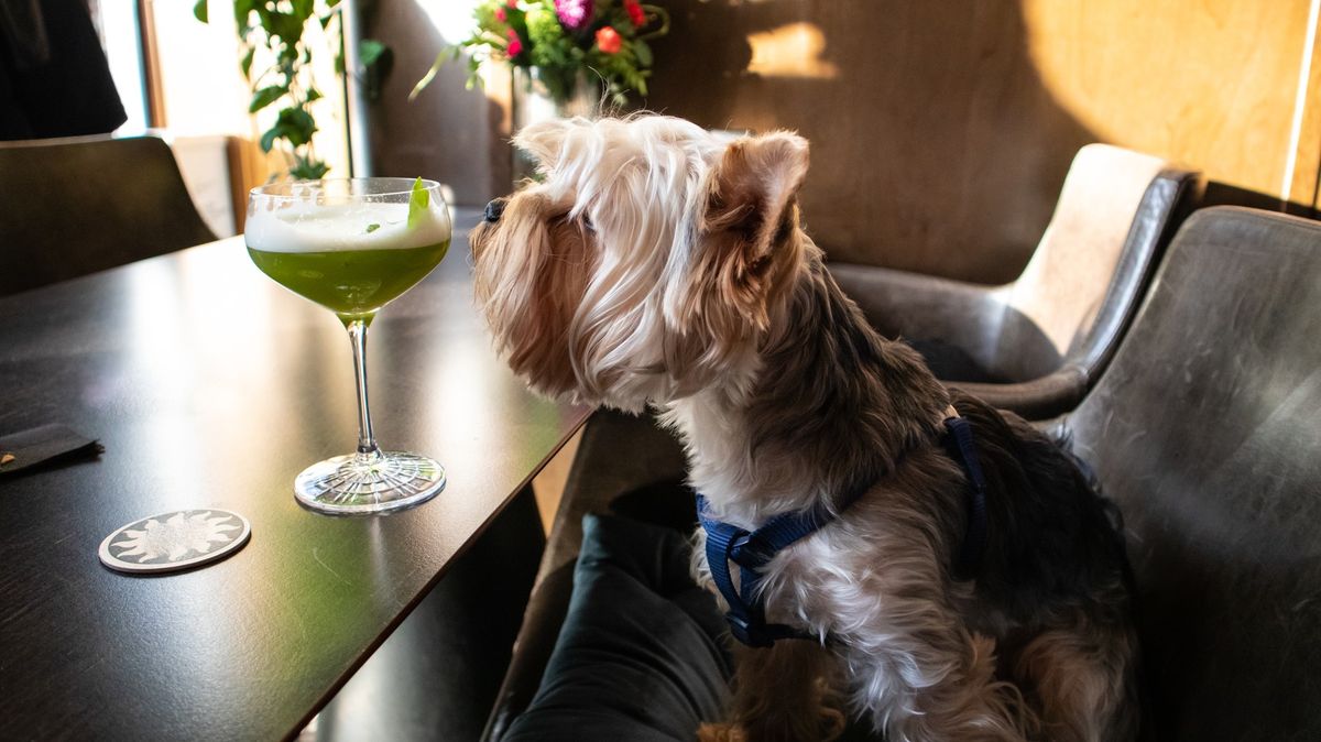 Restaurace v San Franciscu nabízí degustační menu pro psy